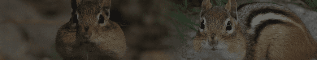 Injured & Orphaned Squirrels and Chipmunks – Nature Center, Hiking ...