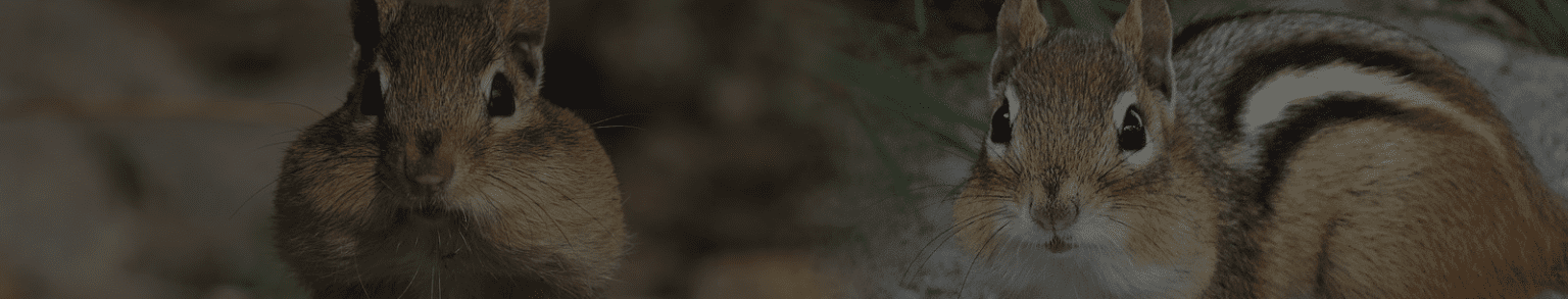 Injured & Orphaned Squirrels and Chipmunks – Nature Center, Hiking ...