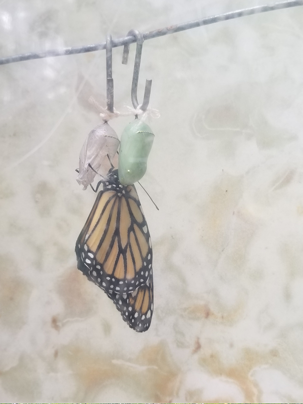 Nature Day Image (3)